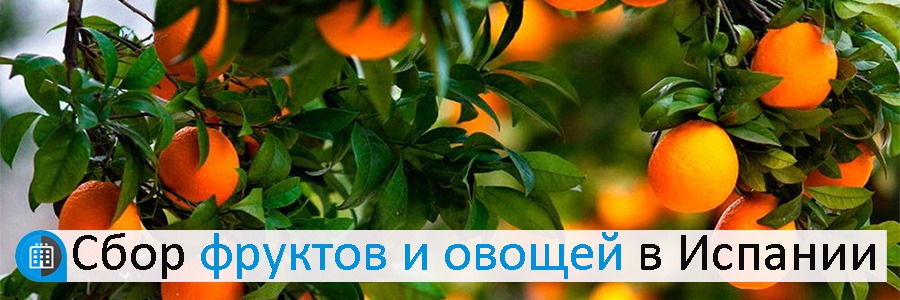 Сбор фруктов и овощей в Испании
